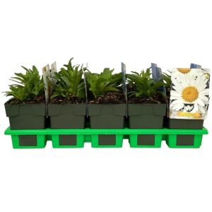Leucanthemum (Superbum Grp) Madonna max. P11
(10 Plants/Order)(11cmP 25cmH)