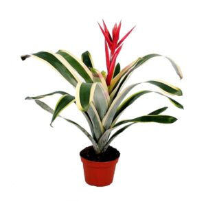 Aechmea Brasil Aechmea Felice (7 Plants/Order)(15cmP 55cmH)