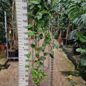 Epipremnum pinnatum Aureum hangplant XXL
(2 Plants/Order)(25cmP 190cmH)
