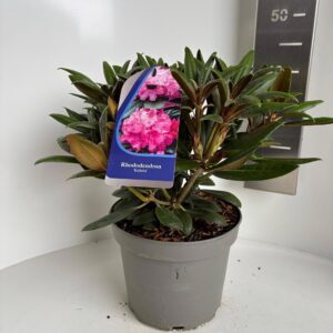 Rhododendron Yakushimanum Kalinka'
(1 Plants/Order)(23cmP 40cmH)