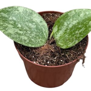 Hoya Hoya Verticillata Nganjuk Splash
(9 Plants/Order)(10.5cmP 15cmH)