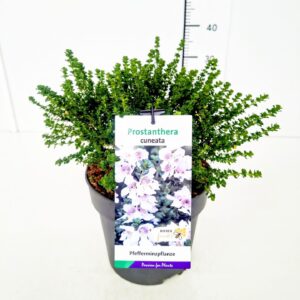 Prostanthera cuneata Prostanthera cuneata 30-40C5
(1 Plants/Order)(23cmP 50cmH)