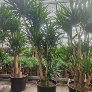 Yucca elephantipes over 5+ armen
(1 Plants/Order)(70cmP 300cmH)