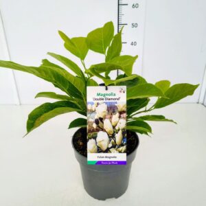 Magnolia denudata Double Diamond Magnolia denudata 'Double Diamond' 50-60C5
(1 Plants/Order)(22cmP 60cmH)