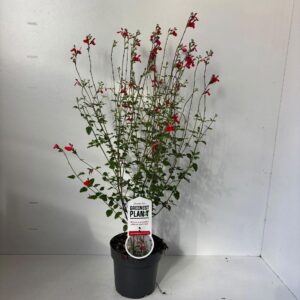 Salvia microphylla Hot Lips'
(1 Plants/Order)(17cmP 65cmH)
