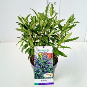 Caryopteris x clandonensis Caryopteris cland. 'Grand Bleu' 30-40C3
(1 Plants/Order)(19cmP 50cmH)