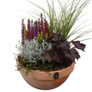 Arrangementen PTHO7696 Arrangement Autumn Outdoor in terracotta schaal
(2 Plants/Order)(23cmP 44cmH)