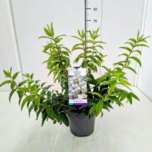 Deutzia Deutzia pulchra 60-80C5
(1 Plants/Order)(23cmP 80cmH)