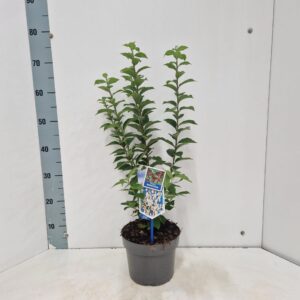 Prunus tomentosa
(1 Plants/Order)(19cmP 70cmH)