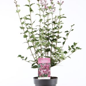 Syringa Josée mey. P21/C4.6
(1 Plants/Order)(21cmP 60cmH)