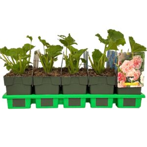 Alcea rosea 'Double Rose' P11
(10 Plants/Order)(11cmP 25cmH)
