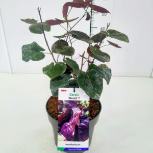 Cercis canadensis Cercis can. 'Merlot' 40-60C5
(1 Plants/Order)(22cmP 60cmH)