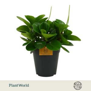 Peperomia Green Gold Obtusifolia green 15cm
(3 Plants/Order)(15cmP 30cmH)