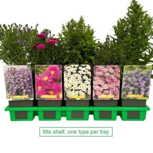 Aster mix laag P11
(10 Plants/Order)(11cmP 25cmH)