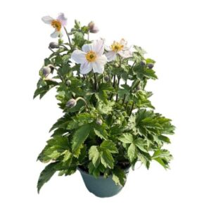 Anemone Elfin Swan
(1 Plants/Order)(17cmP 50cmH)