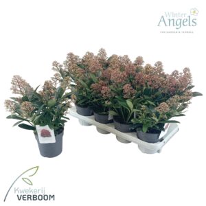 Skimmia japonica Rubella p13 7+
(8 Plants/Order)(13cmP 30cmH)