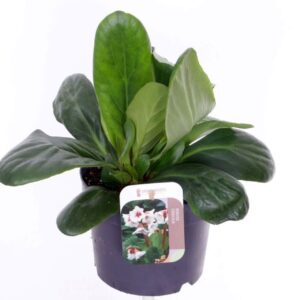 Bergenia Bressingham White
(6 Plants/Order)(17cmP 30cmH)