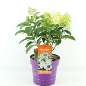 Hydrangea paniculata Little Hottie (First Editions®)
(1 Plants/Order)(19cmP 40cmH)