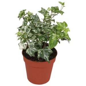 Hedera Kolibri helix
(18 Plants/Order)(9cmP 5cmH)