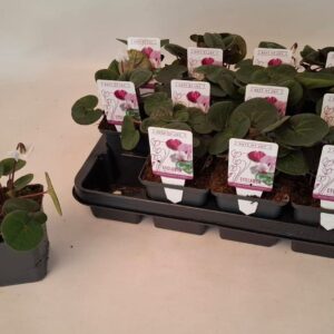 Cyclamen coum Cyclamen coum pure white 9 cm
(12 Plants/Order)(9cmP 10cmH)