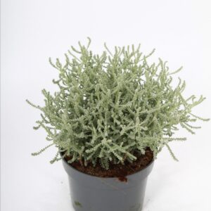 Santolina cham. p10,5 
(15 Plants/Order)(10.5cmP 22cmH)