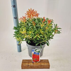 Pieris Forest Flame
(1 Plants/Order)(23cmP 45cmH)