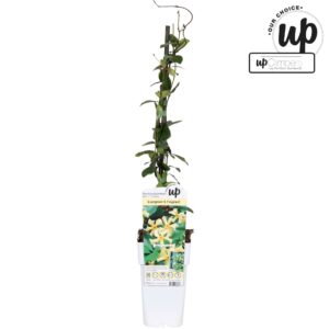 Trachelospermum jasminoides Star Of Toscana P15
(10 Plants/Order)(15cmP 65cmH)