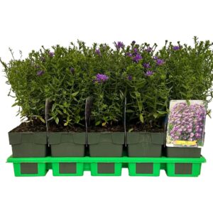 Aster Barbados' P11
(10 Plants/Order)(11cmP 25cmH)