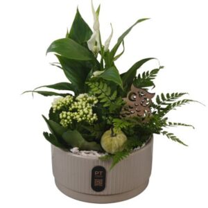 Arrangement kamer PTHI3219 Arrangement Autumn Indoor in Ceramics schaal
(3 Plants/Order)(19cmP 35cmH)