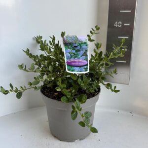 Ceanothus griseus Yankee Point
(1 Plants/Order)(23cmP 35cmH)