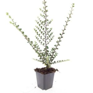 Cotoneaster horizontalis
(12 Plants/Order)(9cmP 15cmH)