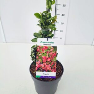 Chaenomeles x superba Pink Trail Chaenomeles sup. 'PinkTrail' 40-50C5
(1 Plants/Order)(22cmP 50cmH)