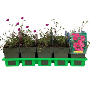 Geranium cinereum Guiseppii' P11
(10 Plants/Order)(11cmP 25cmH)