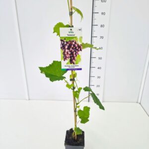 Vitis other white Vitis 'Vanessa' 80CMC2
(10 Plants/Order)(17cmP 100cmH)