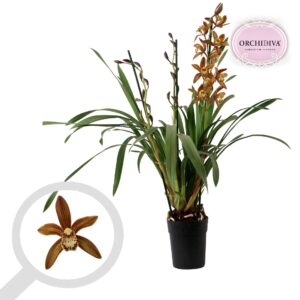 Cymbidium brown 3-4 spike
(7 Plants/Order)(14cmP 70cmH)