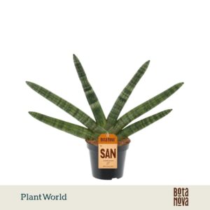 Sansevieria Cylindrica Skyline'
(12 Plants/Order)(8.5cmP 25cmH)