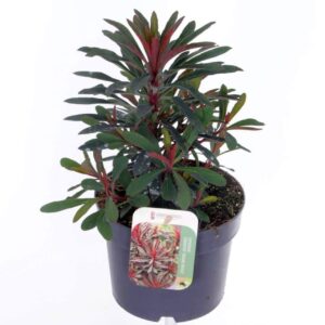 Euphorbia Miners Merlot Euphorbia Miner's Merlot
(6 Plants/Order)(17cmP 35cmH)