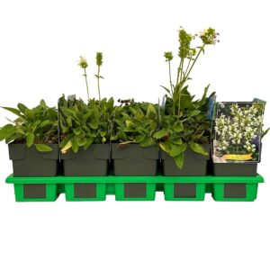 Prunella grandiflora Alba
(10 Plants/Order)(11cmP 25cmH)