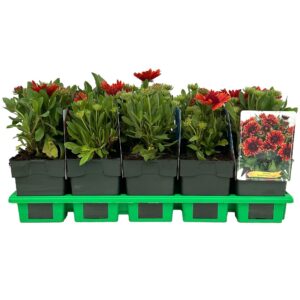 Gaillardia Spintop Yellow Touch' P11
(10 Plants/Order)(11cmP 25cmH)