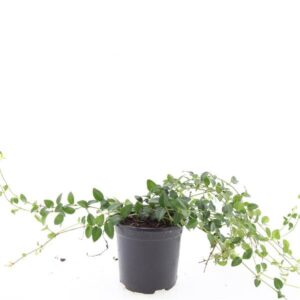 Vinca Alba minor
(8 Plants/Order)(14cmP 25cmH)