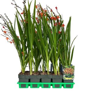 Crocosmia Bes From Carmine Brilliant
(10 Plants/Order)(11cmP 25cmH)