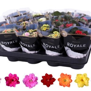 Kalanchoe blossfeldiana Royale geme Kalanchoe Rosalina 07cm mix, Royale
(16 Plants/Order)(7cmP 15cmH)
