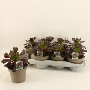 Aeonium arboreum Aeonium Arboreum 14cm (8 Plants/Order)(14cmP 28cmH)
