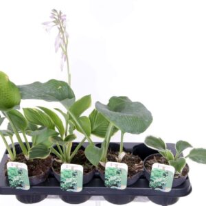 Hosta other mix
(8 Plants/Order)(13cmP 50cmH)