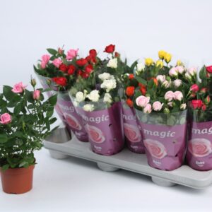 Rosa Beau Monde mix Rosa Beau Monde mixed 10,5 cm
(12 Plants/Order)(10.5cmP 25cmH)
