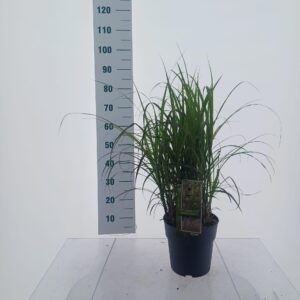 Miscanthus sinensis Dronning Ingrid'
(1 Plants/Order)(23cmP 75cmH)