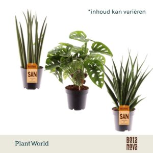 Indoor plants gem. green 3 Types Mix: Mikado-Kirkii-Monkey
(10 Plants/Order)(12cmP 28cmH)