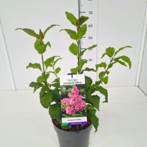 Syringa Syringa komarowii reflexa 50-60C5
(1 Plants/Order)(23cmP 70cmH)