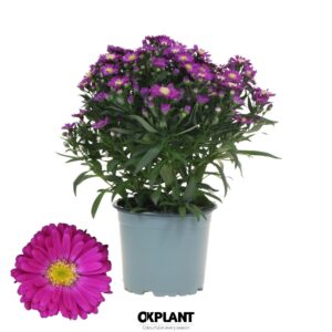 Aster Starletta Red Serie
(10 Plants/Order)(12cmP 30cmH)