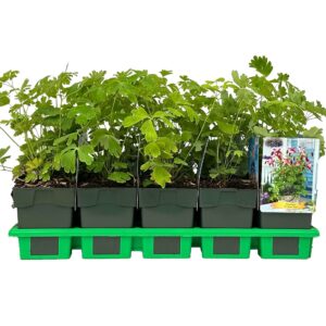 Aquilegia Crimson Star
(10 Plants/Order)(11cmP 25cmH)
